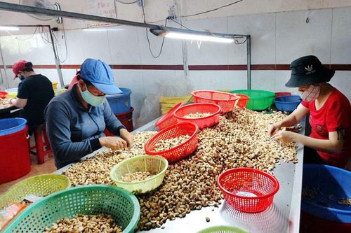 Mở hướng tiêu thụ điều cho Đạ Tẻh