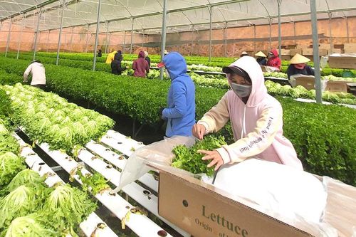 Giá các mặt hàng rau, củ tăng trở lại