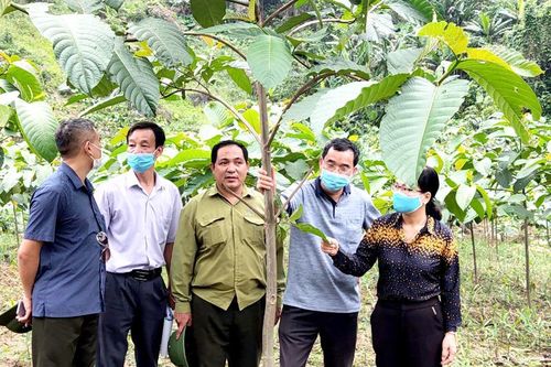 Cây gáo trắng - Giống cây mới trong lâm nghiệp
