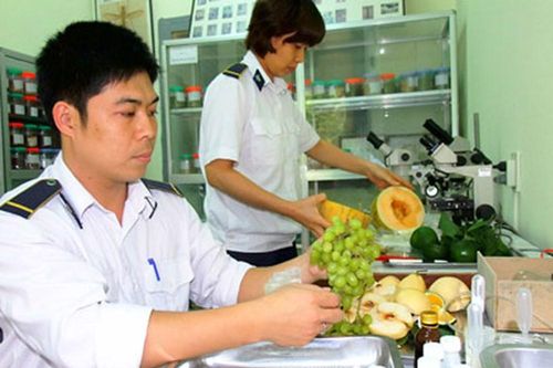 6 trường hợp được miễn phí kiểm dịch thực vật xuất khẩu, nhập khẩu