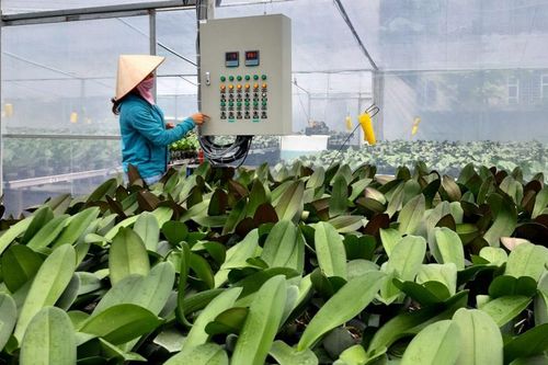 Đưa sản xuất hoa, cây cảnh thành ngành kinh tế