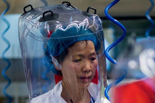 Hai chuyên gia Vũ Hán hứng chỉ trích vì bất cẩn khi nghiên cứu dơi