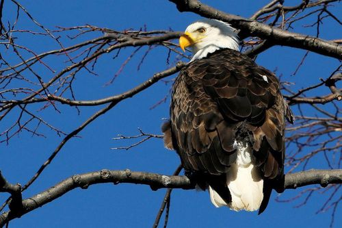 Mỹ đảo ngược đạo luật môi trường thời ông Trump
