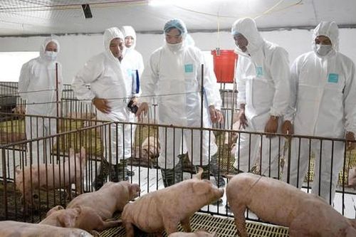 Tìm ra kháng thể trong đàn heo nhiễm bệnh dịch tả heo châu Phi