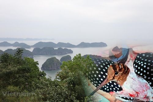 Ngày Môi trường thế giới 2021: Hướng tới thập kỷ phục hồi hệ sinh thái