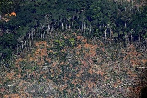Brazil: Rừng Amazon tiếp tục bị lâm tặc tàn phá nghiêm trọng