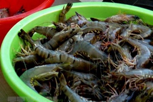 Bắt quả tang vụ vận chuyển 659kg tôm sú chứa tạp chất
