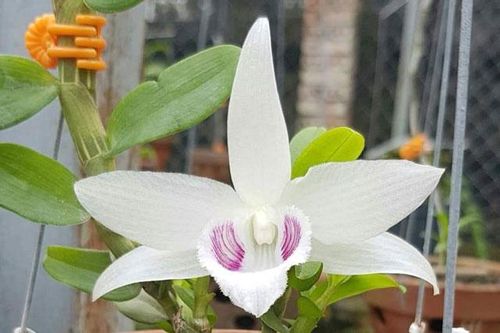 Sự thật về giá trị của lan đột biến: Có xứng đáng với con số trăm tỷ đồng hay không?