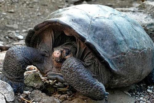 Phát hiện loài rùa tuyệt chủng một thế kỷ trước