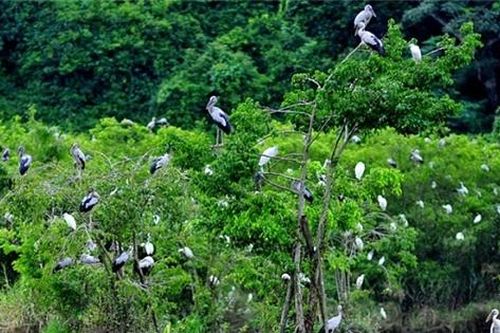 Ngày Môi trường thế giới 2021: Phục hồi sinh thái để phát triển bền vững