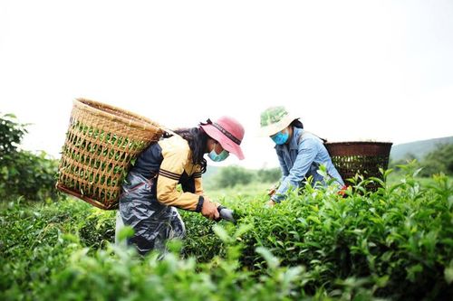 Bình minh trên những nương chè