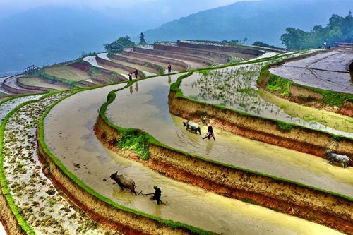 Hà Giang: Kỳ vĩ ruộng bậc thang Hoàng Su Phì