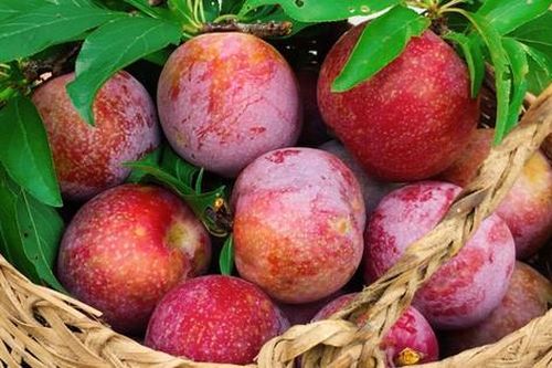 Nghĩ đến mận thôi đã ứa nước miếng nhưng cách ăn mận để không bị nóng trong thì chắc bạn chưa nắm được