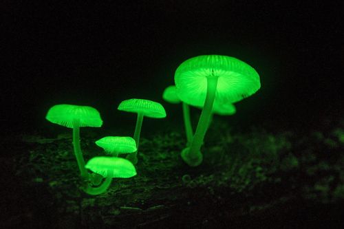 Bí ẩn loài nấm phát sáng ở Nhật