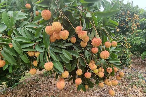 Vải thiều Hải Dương được bán tại 2 thành phố lớn của Việt Nam