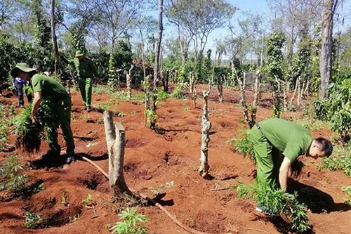 Ngăn chặn tình trạng trồng cây cần sa