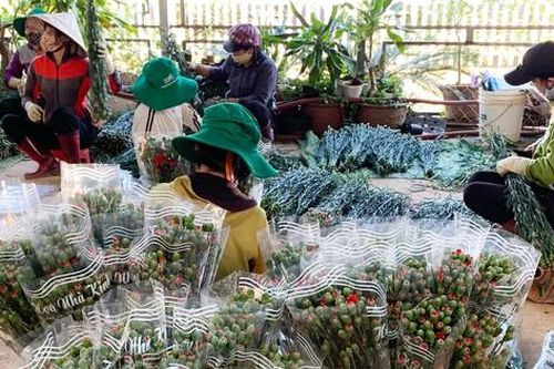 Hàng chục triệu cành hoa Tết Đoan Ngọ ở Đà Lạt 'tắc' đầu ra
