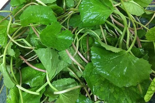 Công thức làm đẹp tuyệt vời từ rau má bạn gái chưa biết