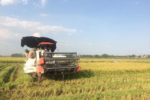 Hà Nội được mùa lúa Xuân