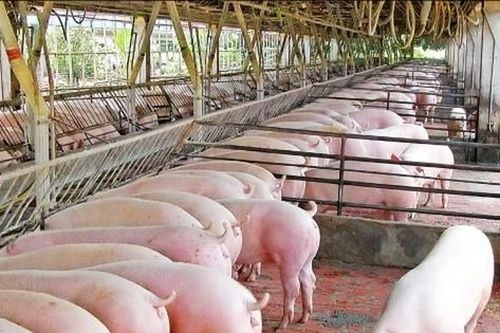 Tăng đàn heo có sức đề kháng với dịch tả