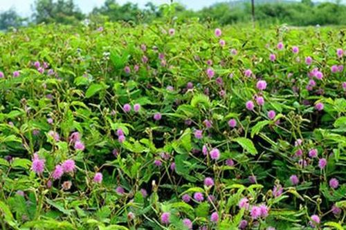 Kiên Giang: Nhiều sinh vật ngoại lai xâm hại 2 vườn quốc gia