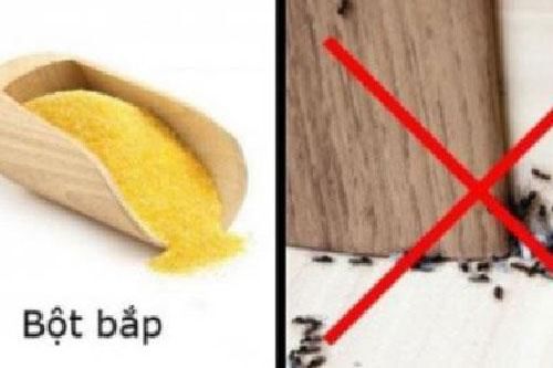 Vô tình đổ nắm bột ngô ra sàn nhà ai ngờ đuổi được cả một đàn kiến