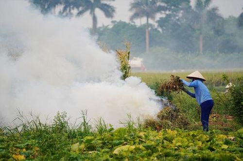 Nông dân ngoại thành Hà Nội đốt phế phẩm nông nghiệp, khói um khắp cánh đồng