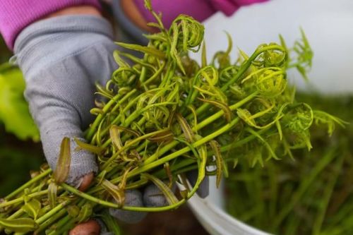 Đọt choại - rau rừng ngon... 'bẻ rổ'