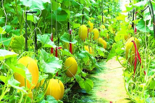 Trái ngọt trên vùng 'đất khát'