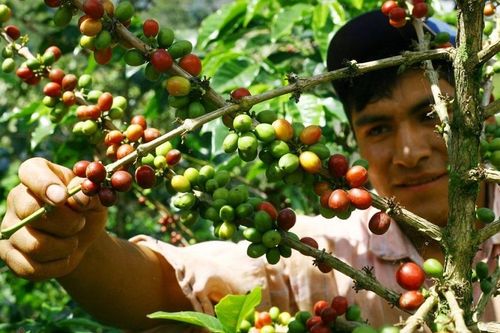 Hướng đi bền vững cho hạt cà phê hữu cơ Di Linh