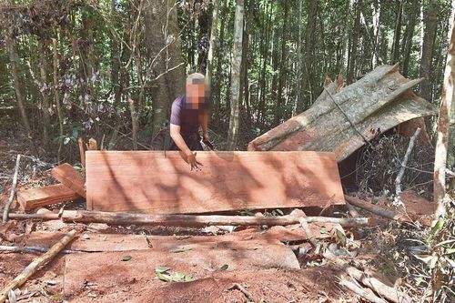 Cận cảnh rừng Mang Yang bị 'xẻ thịt' tan hoang tại Gia Lai