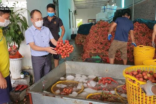 Người dân khi mua bán vải thiều Bắc Giang cần chú ý điều này