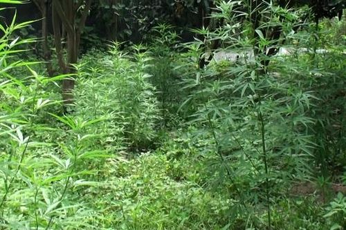 Người đàn ông Pháp và thủ đoạn trồng 3.000 m2 cần sa ở bãi giữa sông Hồng