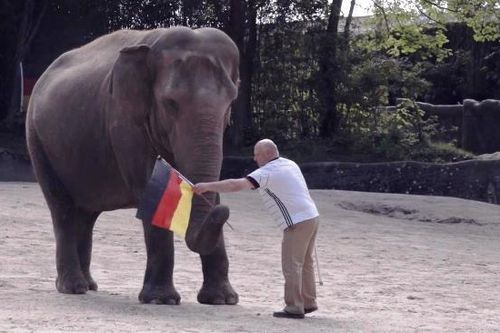 'Thầy tiên tri' voi dự đoán nhà vô địch EURO 2020