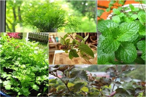 Rau thơm - thần dược chữa bách bệnh nhiều người chưa biết