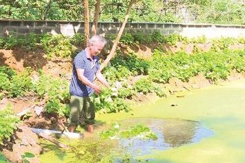 Người cựu chiến binh làm giàu trên mảnh đất quê hương