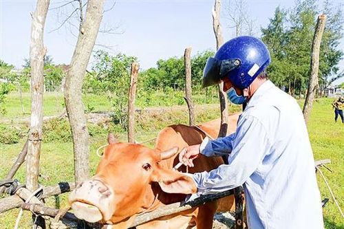 Phòng, chống dịch bệnh viêm da nổi cục gắn với kiện toàn lực lượng thú y cơ sở