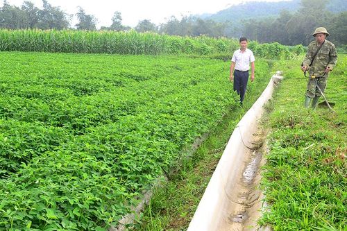 Gia cố các công trình thủy lợi, phòng chống úng lụt sản xuất vụ mùa