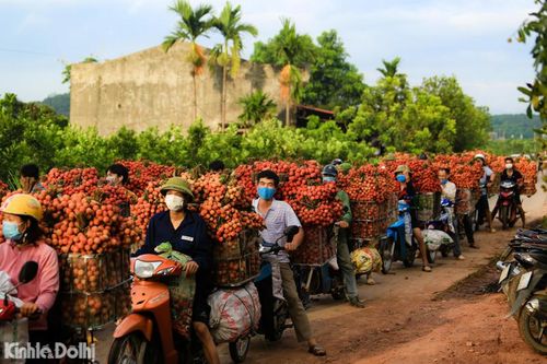 Bắc Giang: Dòng người vận chuyển vải ùn tắc hàng cây số