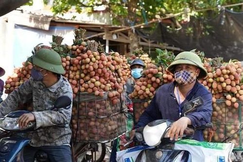 Tung tin thất thiệt ảnh hưởng xấu đến vải thiều, nam thanh niên bị phạt 5 triệu đồng