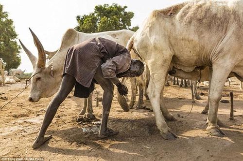 Kỳ lạ bộ tộc ở Nam Sudan bôi nước tiểu bò lên da để chống nhiễm trùng