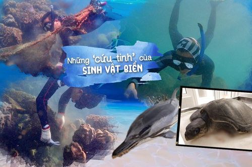 Những 'cứu tinh' của sinh vật biển: 'Biển là cái nôi của sự sống, nhưng đang bị hủy hoại từng ngày'