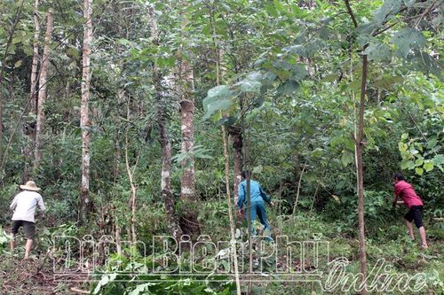 Hiệu quả từ giao khoán khoanh nuôi, tái sinh rừng