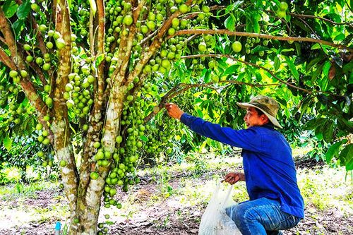 Trồng bưởi da xanh kết hợp cây dâu da: Mô hình mới ở Khánh Vĩnh