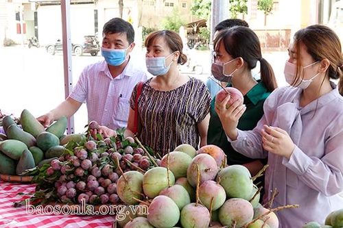 Toàn tỉnh: Tiêu thụ gần 19.000 tấn xoài, trên 52.000 tấn mận