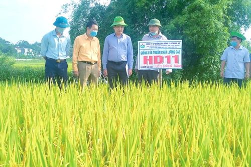 Ưu tiên giống mới thích ứng với biến đổi khí hậu