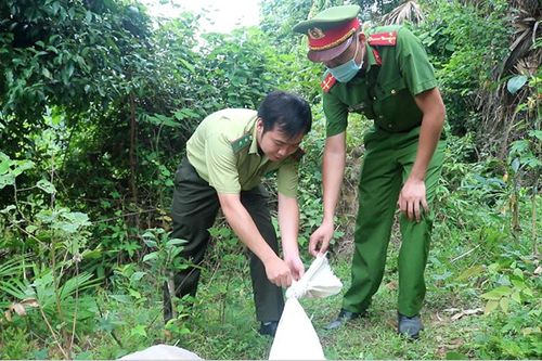 Thả 16 cá thể rắn quý hiếm về rừng tự nhiên