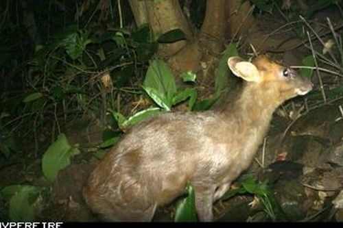 Phát hiện loài mang quý hiếm tại Thừa Thiên Huế