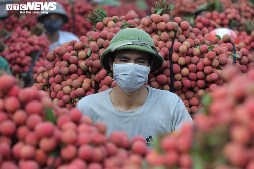 Ấn tượng hàng dài xe chở vải nối đuôi nhau đến điểm thu mua ở Bắc Giang