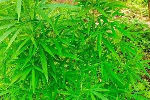 Liên tiếp triệt phá các vụ trồng cây cần sa trái phép